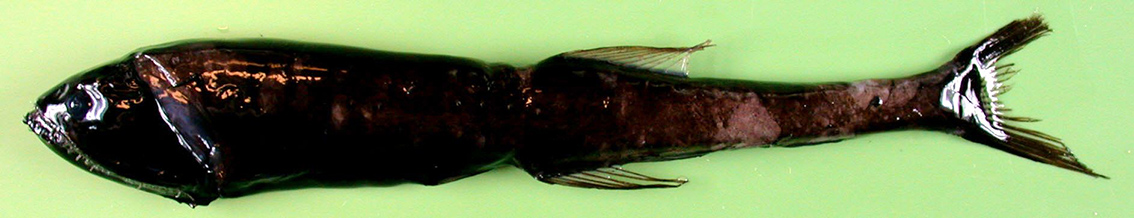 Sigmops bathhyphilus_04.jpg